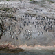 Illustration for article titled Flightless Friday - The Complete Penguin